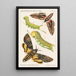 Adolf Speyer - Deutsche Schmetterlingskunde fr Anfnger Nebst einer Anleitung zum Sammeln Pl06.webp