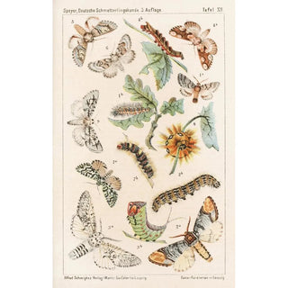 Adolf Speyer - Deutsche Schmetterlingskunde fr Anfnger Nebst einer Anleitung zum Sammeln Pl11.webp