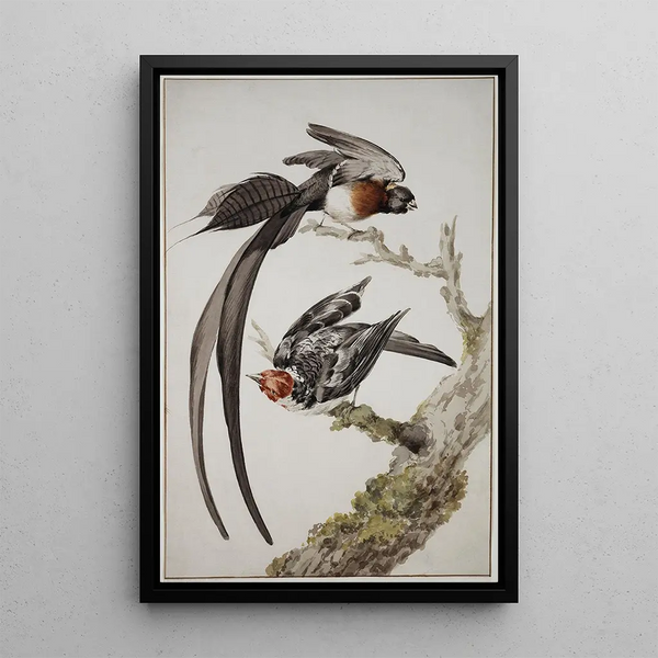 Aert Schouman - A LongTailed Paradise Whydah Vidua paradisaea and a RedCowled Cardinal.webp