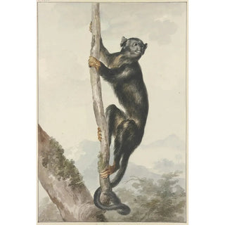 Aert Schouman - A Peruvian Spider Monkey Ateles chamek 1759.webp
