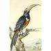 En toucan Pteroglossus Aracari på en gren - Aert Schouman — vy av konstverket