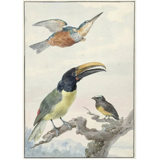 Aert Schouman - Drie vogels een IJsvogel een Prins von Wieds Toekan en een Organist.webp