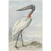 Jabiru Jabiru mycteria - Aert Schouman — vy av konstverket