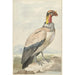Vautour pape Sarcoramphus papa - Aert Schouman — vy av konstverket
