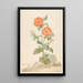 Reproduktion av målningen Lychnis fleur de coucou orange i ett landskap - Aert Schouman