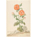 Reproduktion av målningen Lychnis fleur de coucou orange i ett landskap - Aert Schouman