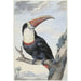 Toucan à bec rouge - Aert Schouman — vy av konstverket