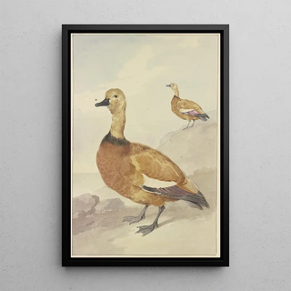 Aert Schouman - Two red ducks.webp