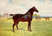 Double champion étalon poney Berkeley Model - Efter Penry Powell Palfrey — vy av konstverket