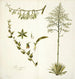 Agave foetida - Nikolaus Joseph Freiherr von Jacquin — vy av konstverket