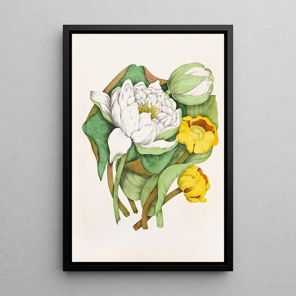 Agnes Fitzgibbon - Sweet Scented Water Lily Yellow Pond Lily.webp