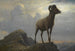 Studie av en muflon - Albert Bierstadt — vy av konstverket