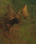 Studie av en älg - Albert Bierstadt — vy av konstverket