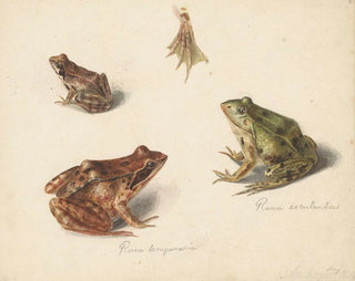 Albertus Steenbergen - Blad met studie van een bruine landkikker rechts links een groene waterkikker.webp