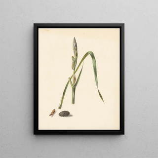 Albertus Steenbergen - Studie van Iris met rups eronder een cocon en ingesponnen rups.webp