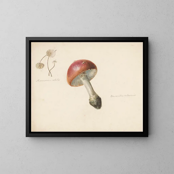 Studieblad med svampar, Amanita rubescens och Marasmius rotula - Albertus Steenbergen — inramlat konstverk på väggen