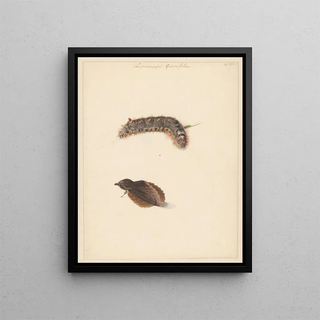 Albertus Steenbergen - Studieblad met rups en nachtvlinders Lasiocampa Quireifolia.webp