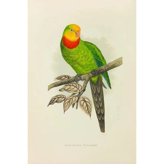 Alexander Francis Lydon - Barrabands Parrakeet.webp