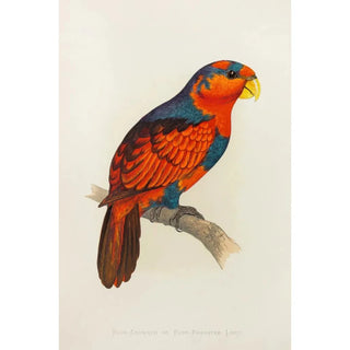 Alexander Francis Lydon - BlueCrowned or BlueBreasted Lory.webp