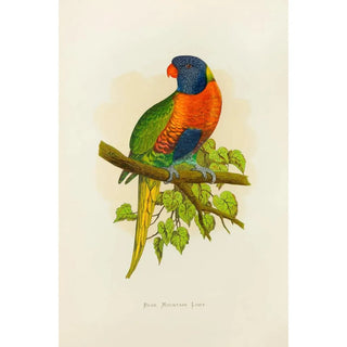 Alexander Francis Lydon - Blue Mountain Lory.webp