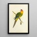 Reproduktion av målningen Perruche de Caroline eller Conure - Alexander Francis Lydon