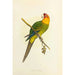 Reproduktion av målningen Perruche de Caroline eller Conure - Alexander Francis Lydon