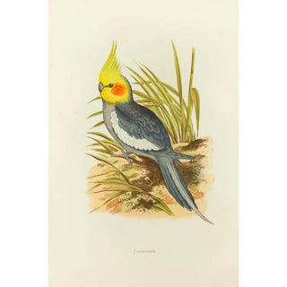 Alexander Francis Lydon - Cockatiel.webp