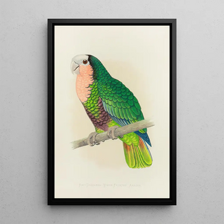 Alexander Francis Lydon - Cuban Parrot or RedThroated WhiteHeaded Amazon.webp