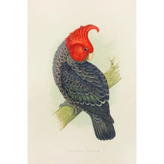 Alexander Francis Lydon - GangGang Cockatoo.webp
