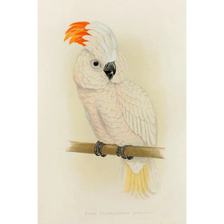 Alexander Francis Lydon - Great SalmonCrested Cockatoo.webp