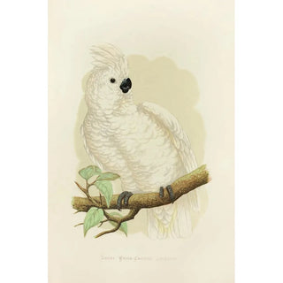 Alexander Francis Lydon - Great WhiteCrested Cockatoo.webp