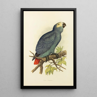 Alexander Francis Lydon - Grey Parrot.webp