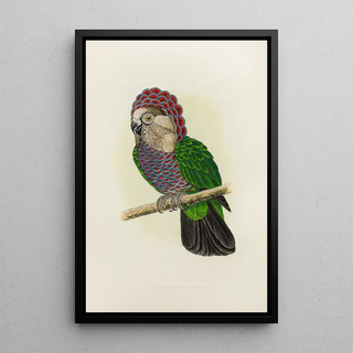 Alexander Francis Lydon - HawkHeaded or Ruffed Parrot.webp