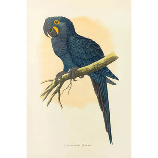 Alexander Francis Lydon - Hyacinthine Macaw.webp