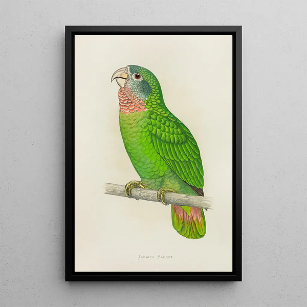 Alexander Francis Lydon - Jamaica Parrot or WhiteFronted Amazon.webp