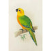 Jendaya conure - Alexander Francis Lydon — vy av konstverket