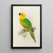 Jendaya conure - Alexander Francis Lydon — inramlat konstverk på väggen