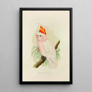 Alexander Francis Lydon - Leadbeaters Cockatoo.webp