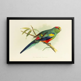 Alexander Francis Lydon - ManyColoured Parrakeet.webp