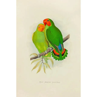 Alexander Francis Lydon - West African LoveBird.webp