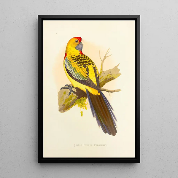 Alexander Francis Lydon - YellowRumped Parrakeet or Broadtail.webp