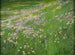 Prairie de fleurs près de Weling - Alexander Koester — vy av konstverket