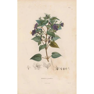 Alexander von Humboldt - Botanique Pl10.webp