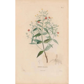 Alexander von Humboldt - Botanique Pl21.webp