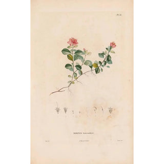 Alexander von Humboldt - Botanique Pl27.webp