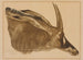 Antilope hippotrague - Alexandre Iacovleff — vy av konstverket