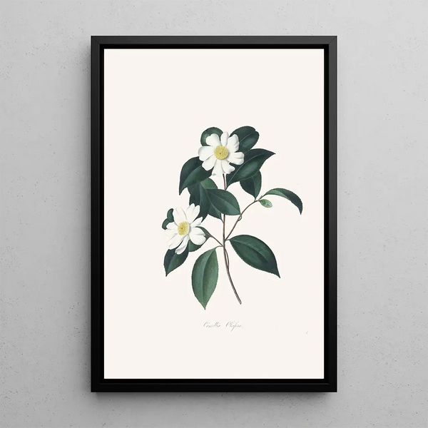 Alfred Chandler - Illustrations and descriptions of the plants which compose the natural order Camellieae Pl03.webp