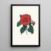 Illustrationer och beskrivningar av växter som ingår i den naturliga ordningen av Camellieae Pl10 - Alfred Chandler