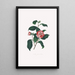 Illustrationer och beskrivningar av växter som ingår i den naturliga ordningen av Camellieae Pl13 - Alfred Chandler