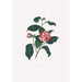 Illustrationer och beskrivningar av växter som ingår i den naturliga ordningen av Camellieae Pl13 - Alfred Chandler